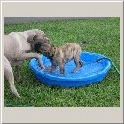 Lilly and Clint's from Bridget and Ryan Earl&Layla aka Willie 508 aug.jpg